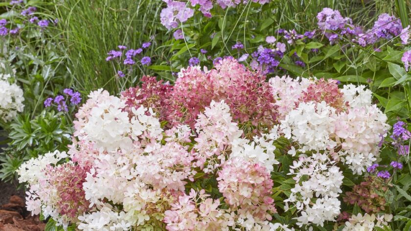 Šluotelinė hortenzija „Groundbreaker Blush“ - Image 2