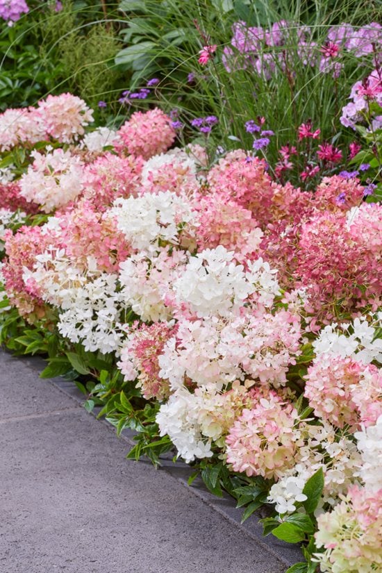 Šluotelinė hortenzija „Groundbreaker Blush“ - Image 3