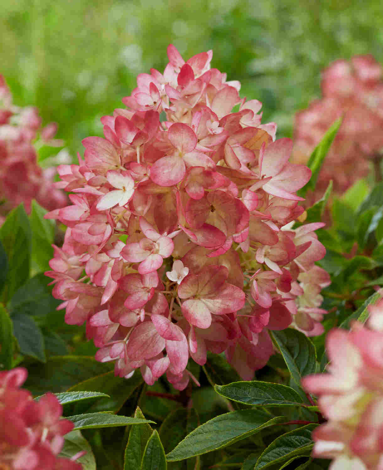 Šluotelinė hortenzija „Groundbreaker Blush“