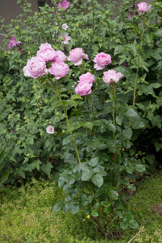 Rožė „Alexandra David Neel“ - Image 3