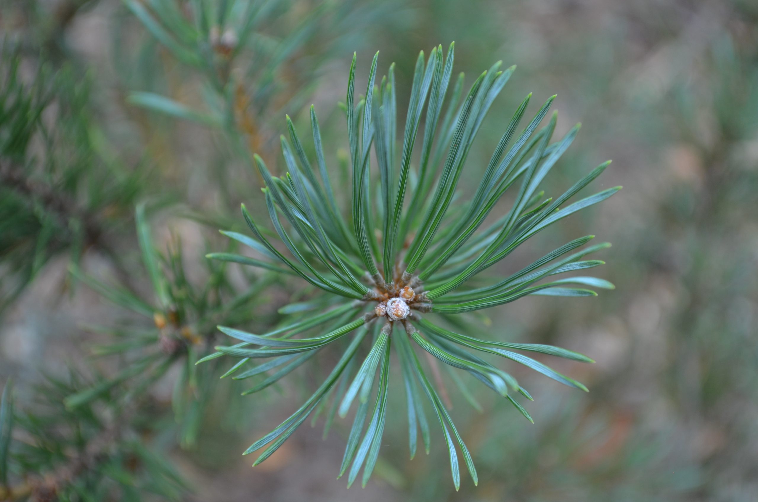 Paprastoji pušis „Argentea Compacta“ - Image 2