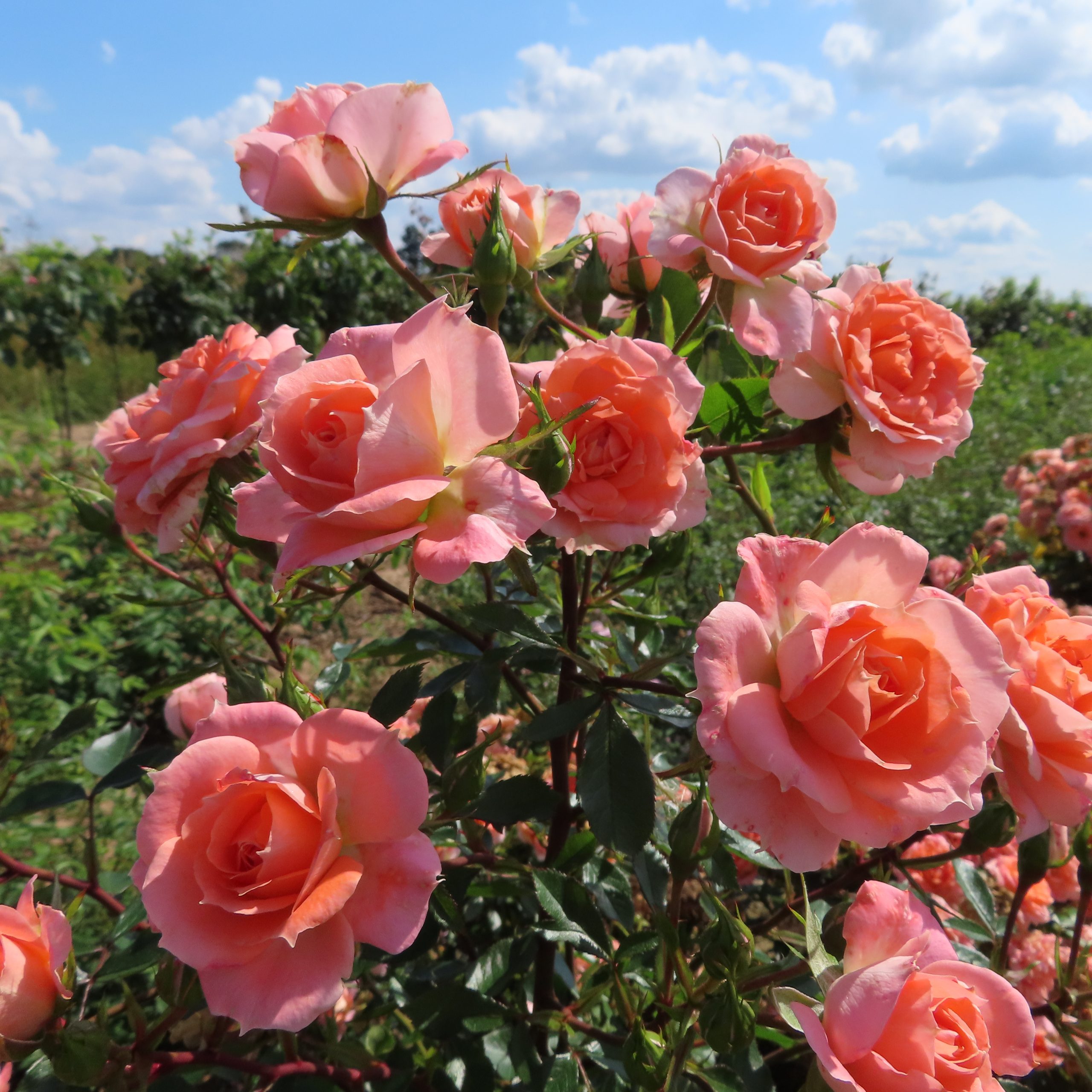 Rožė „Flower Power“ - Image 3