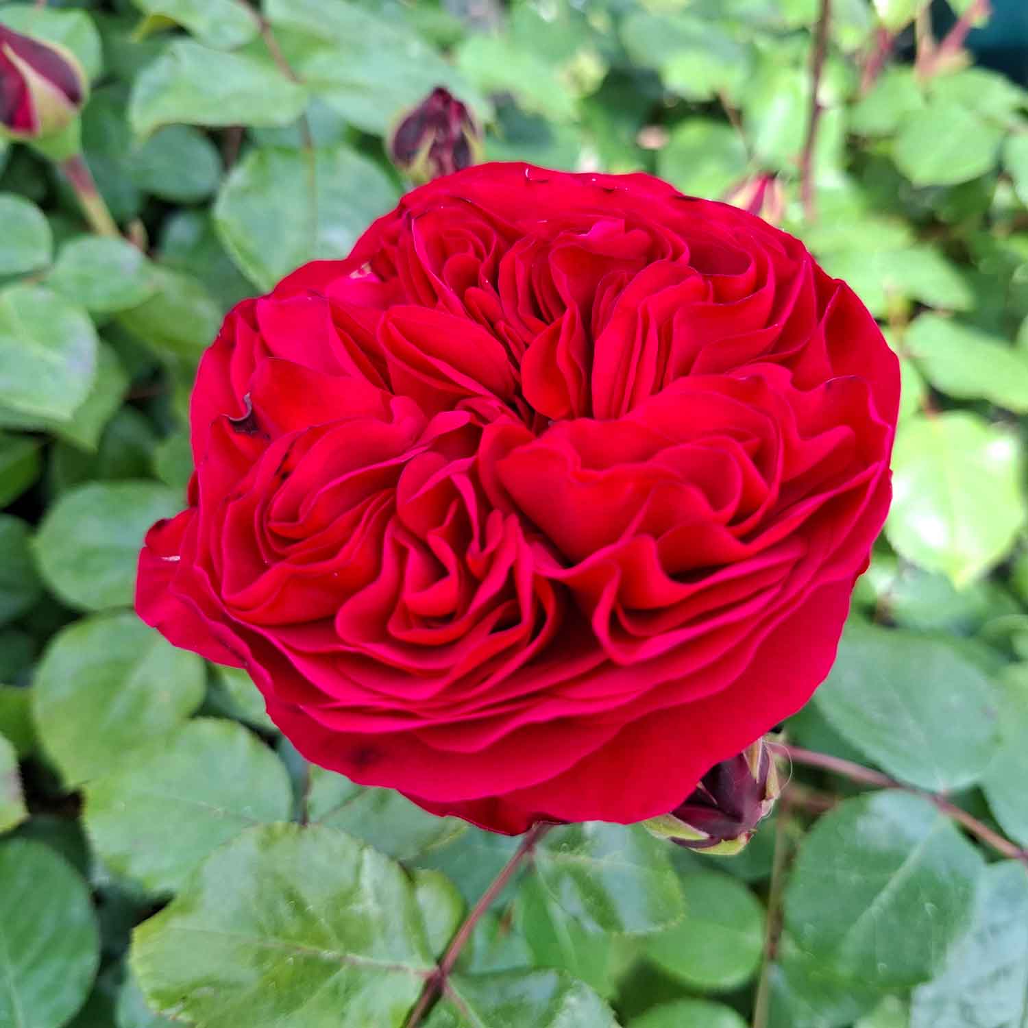 Rožė „Red Leonardo da Vinci“