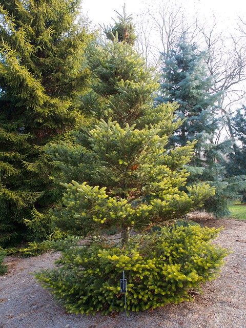 Korėjinis kėnis „Aurea“ - Image 3