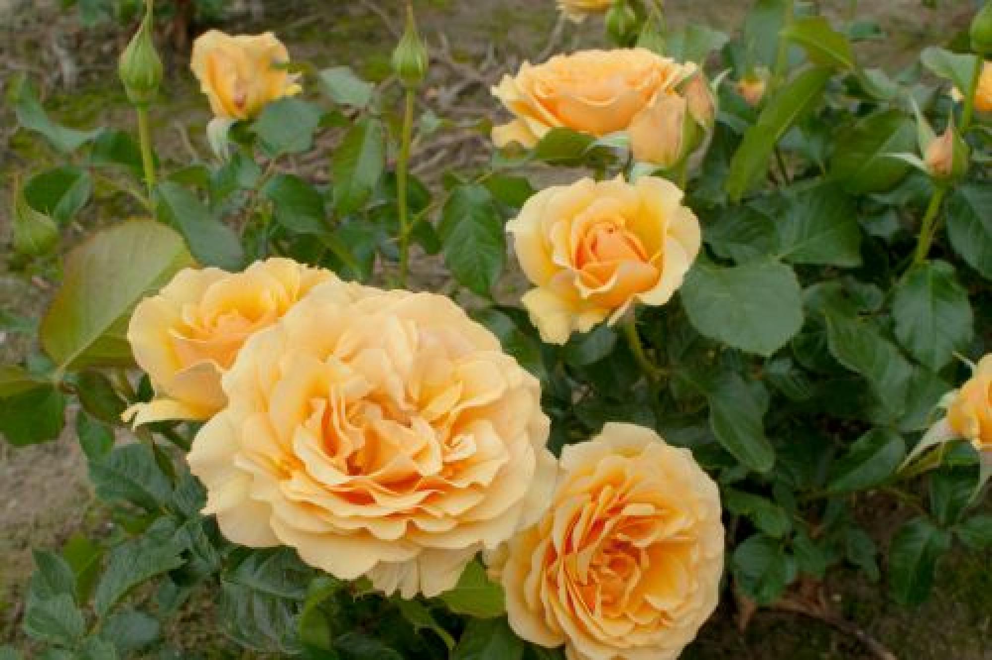 Rožė „Amber Queen“ - Image 2