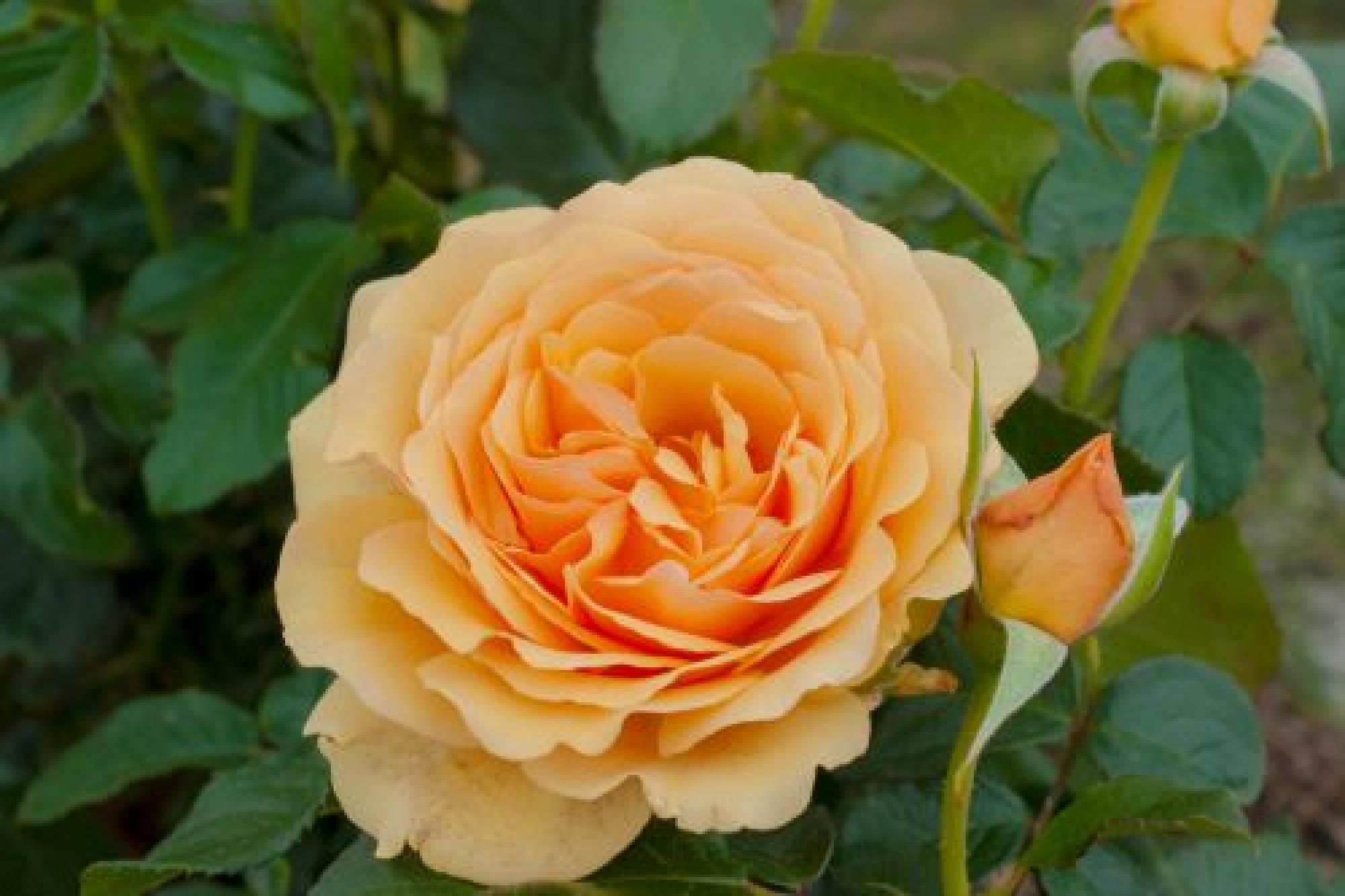 Rožė „Amber Queen“