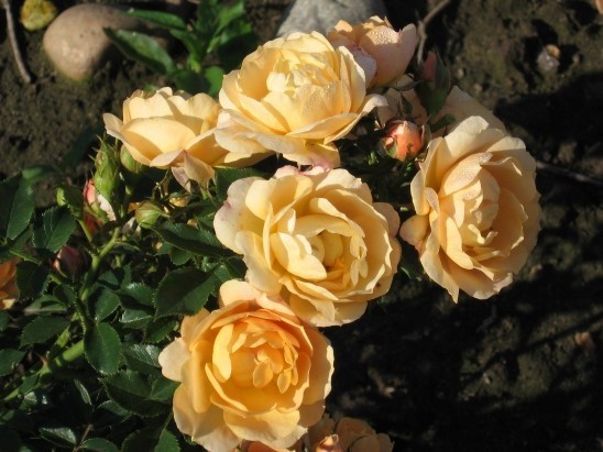 Rožė „Amber Queen“ - Image 3