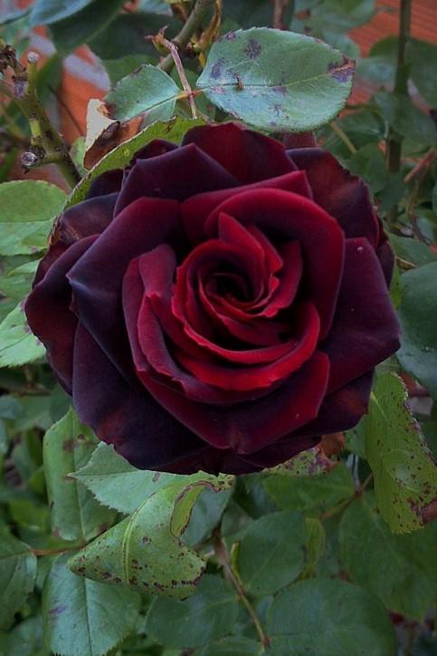 Rožė „Black Magic“ - Image 2