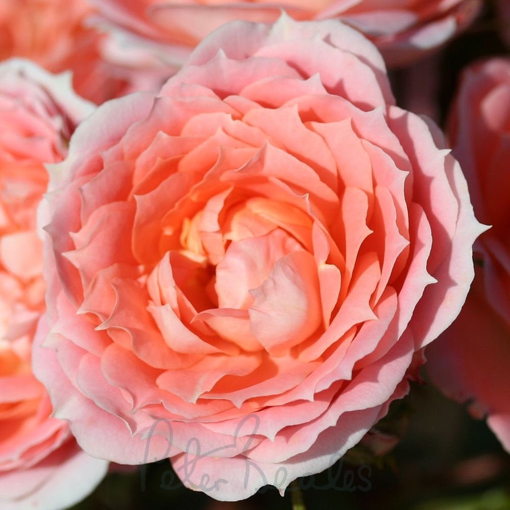 Rožė „Flower Power“