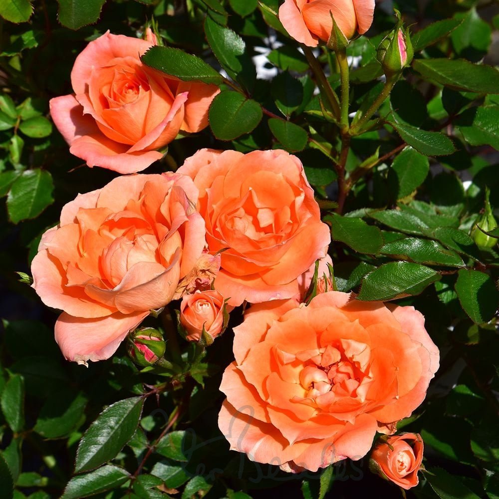 Rožė „Flower Power“ - Image 2