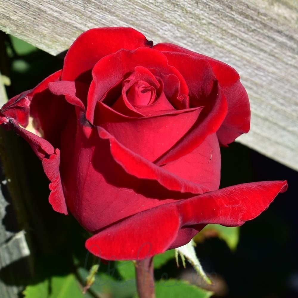 Rožė „Ingrid Bergman“