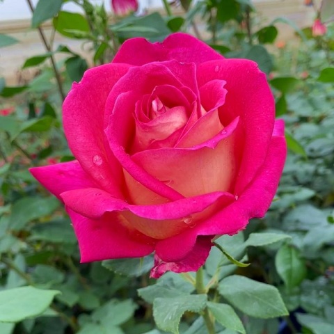Rožė „Rebecca“ - Image 3