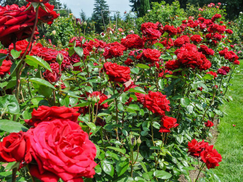 Rožė „Scarlet Queen Elisabeth“ - Image 3