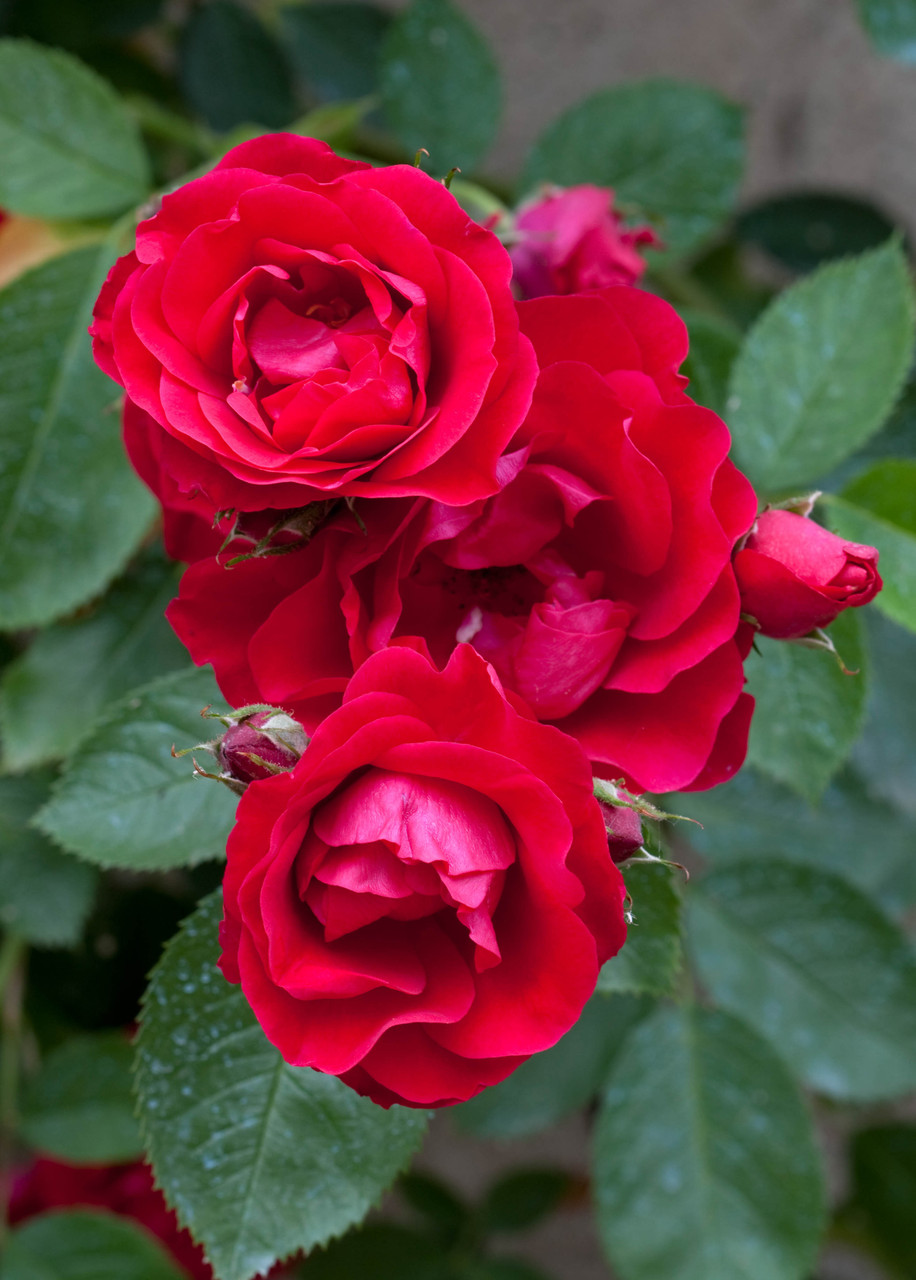 Rožė „Scarlet Queen Elisabeth“