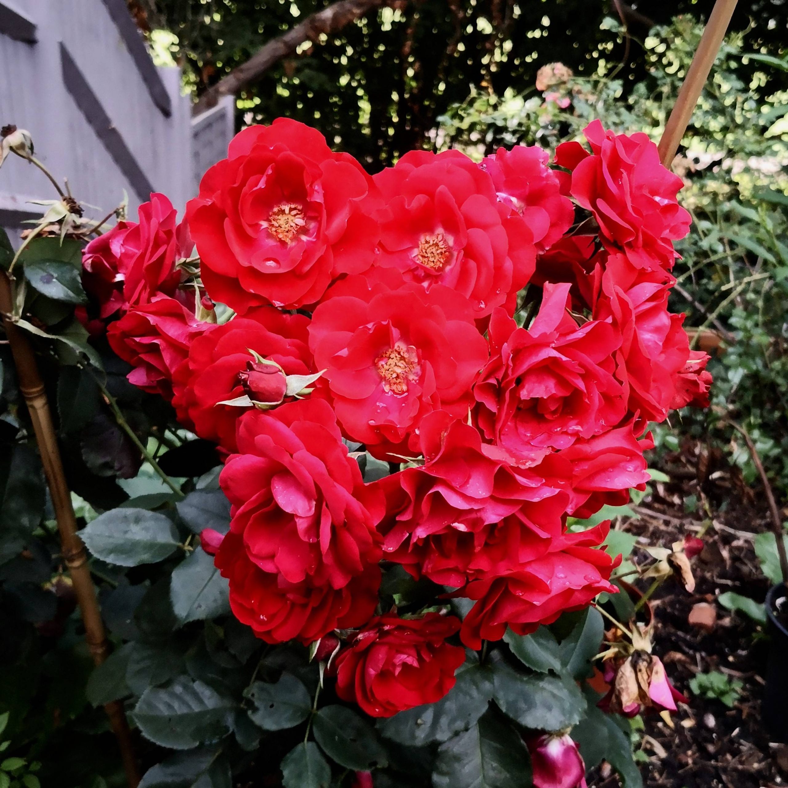 Rožė „Scarlet Queen Elisabeth“ - Image 2