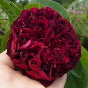 Rožė „Fosca“
