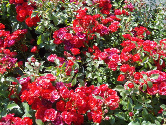 Rožė „Ondella“ - Image 3