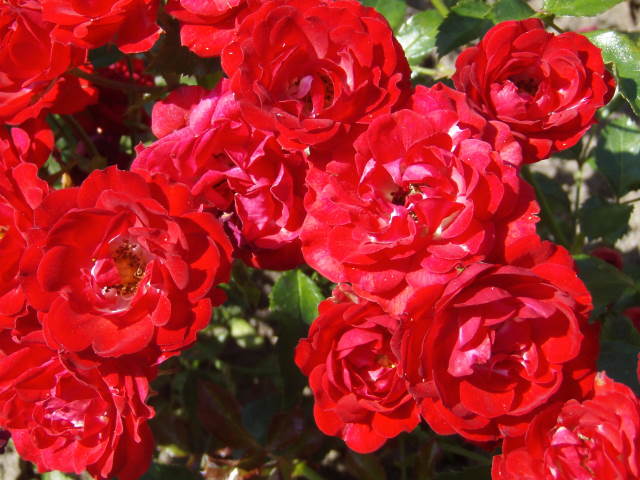 Rožė „Ondella“