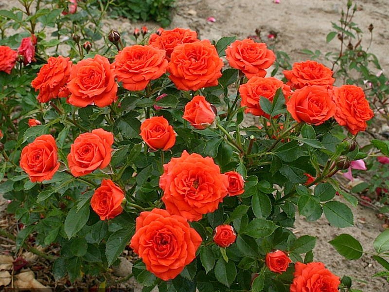 Rožė „Orange Babyflor“ - Image 3