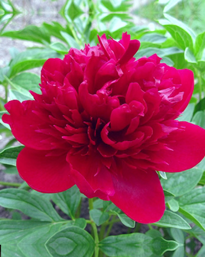 Bijūnas „Red Magic“ - Image 2