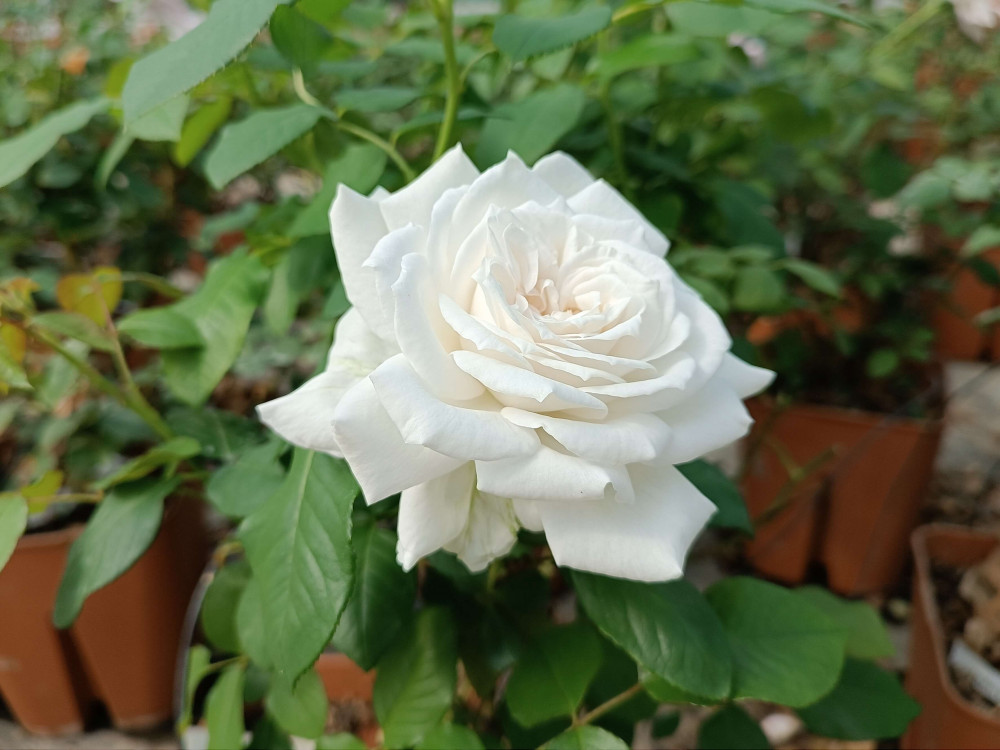 Rožė „Annapurna“