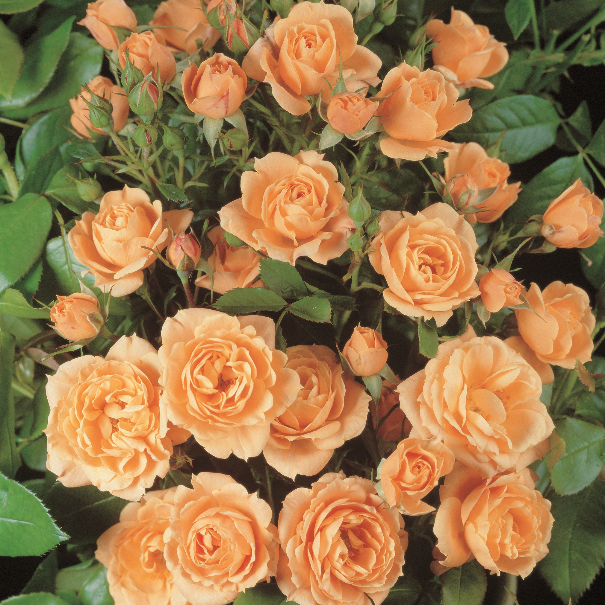 Rožė „Clementine“