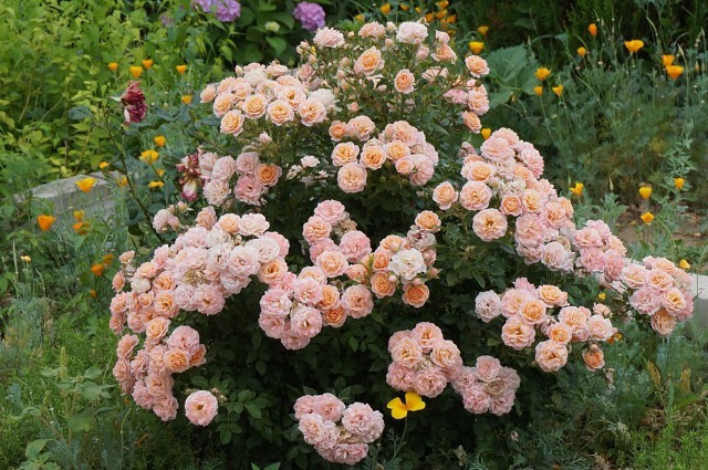 Rožė „Clementine“ - Image 3