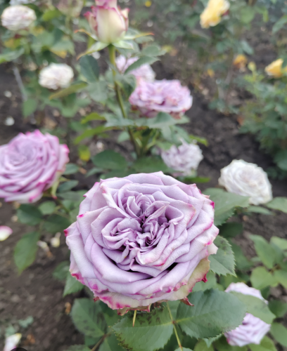 Rožė „Dolcetto“ - Image 3