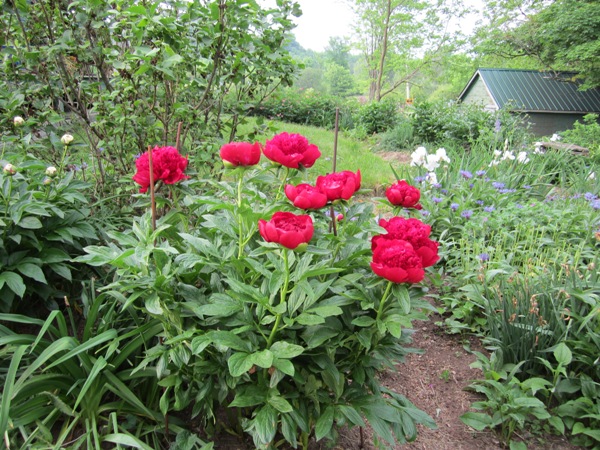 Bijūnas „Red Magic“ - Image 3