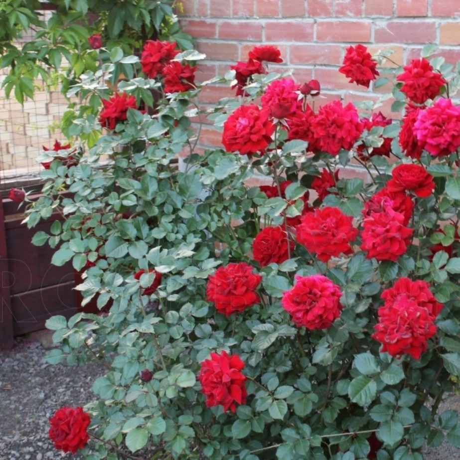 Rožė „Isabelle Renesaince“ - Image 3
