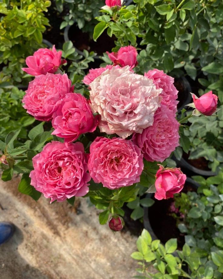 Rožė „Julietta Cerise“ - Image 2