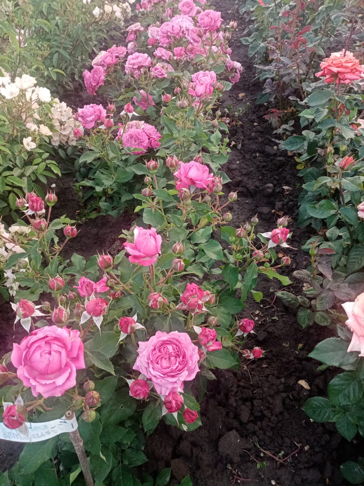 Rožė „Julietta Cerise“ - Image 3