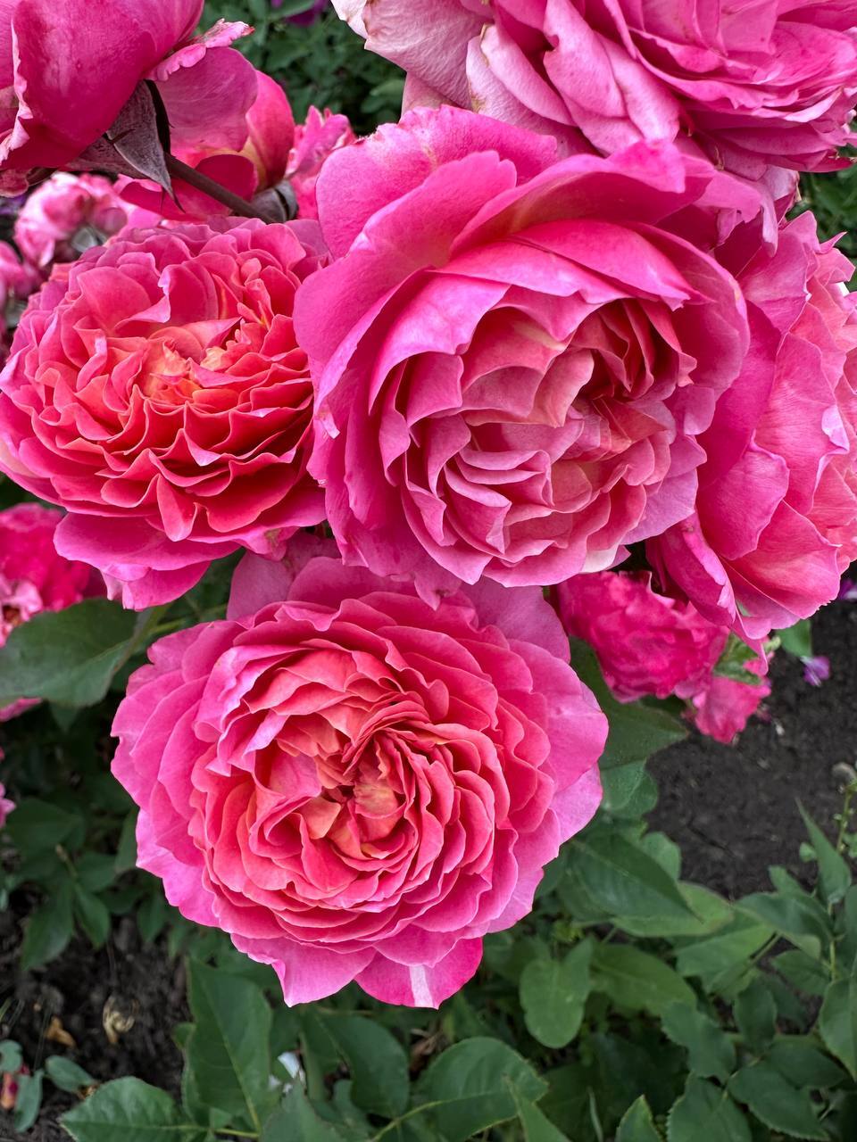 Rožė „Julietta Cerise“