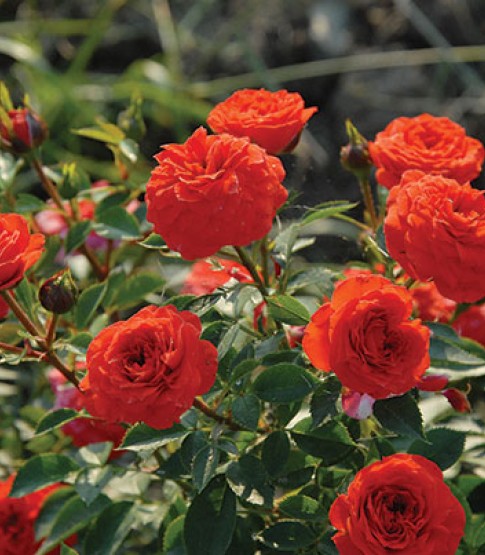 Rožė „Orange Babyflor“