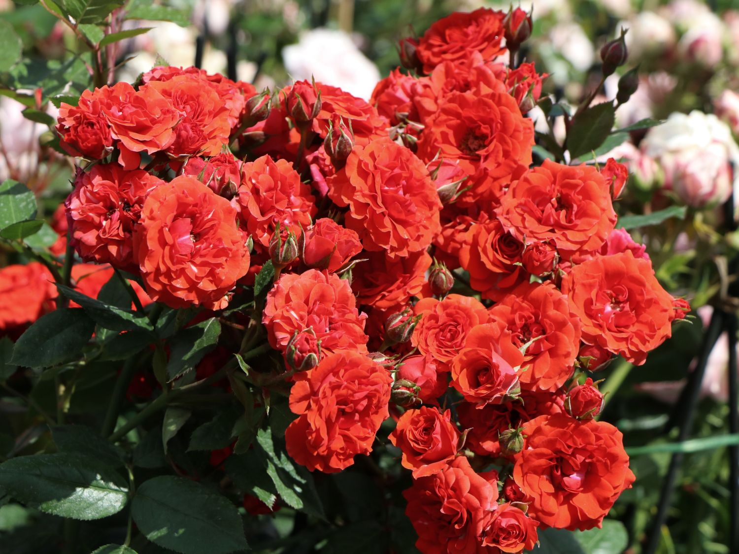 Rožė „Orange Babyflor“ - Image 2