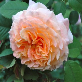 Rožė „Pour L'amour D'un Chateau“ - Image 3