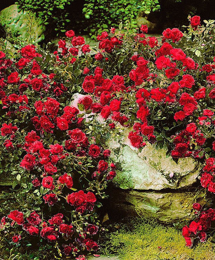 Rožė „Red Fairy“ - Image 3