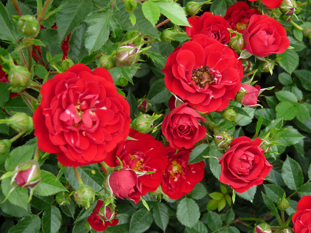 Rožė „Red Fairy“