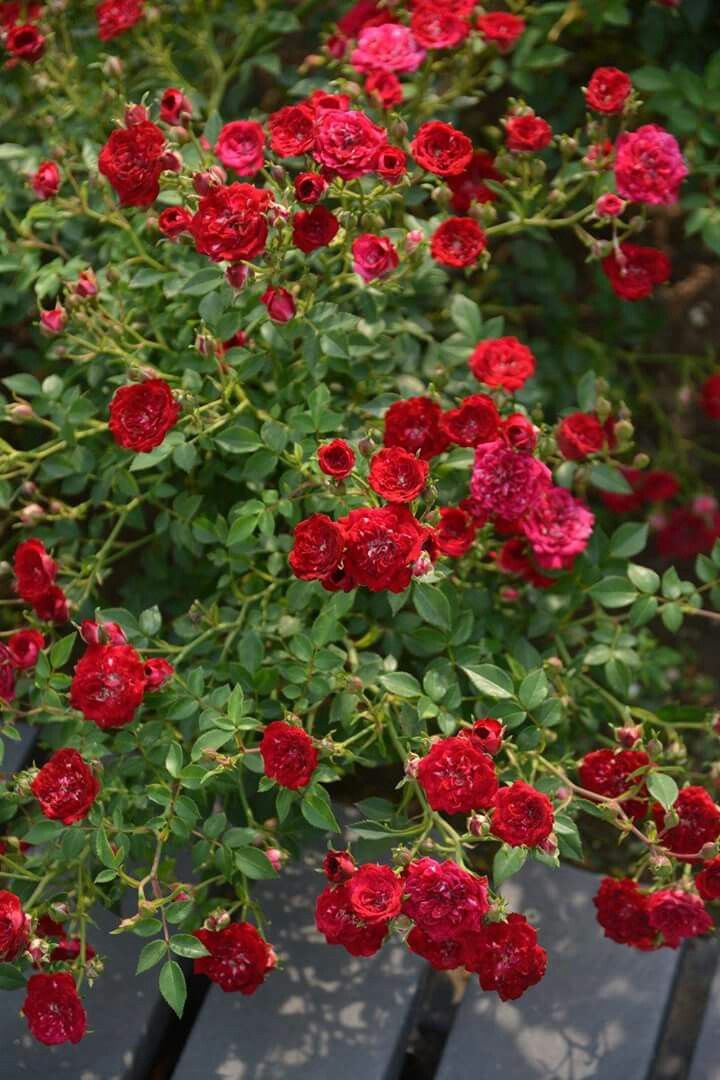Rožė „Red Fairy“ - Image 2