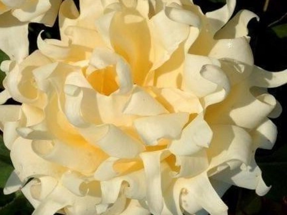 Rožė „Ruffle's Queen“