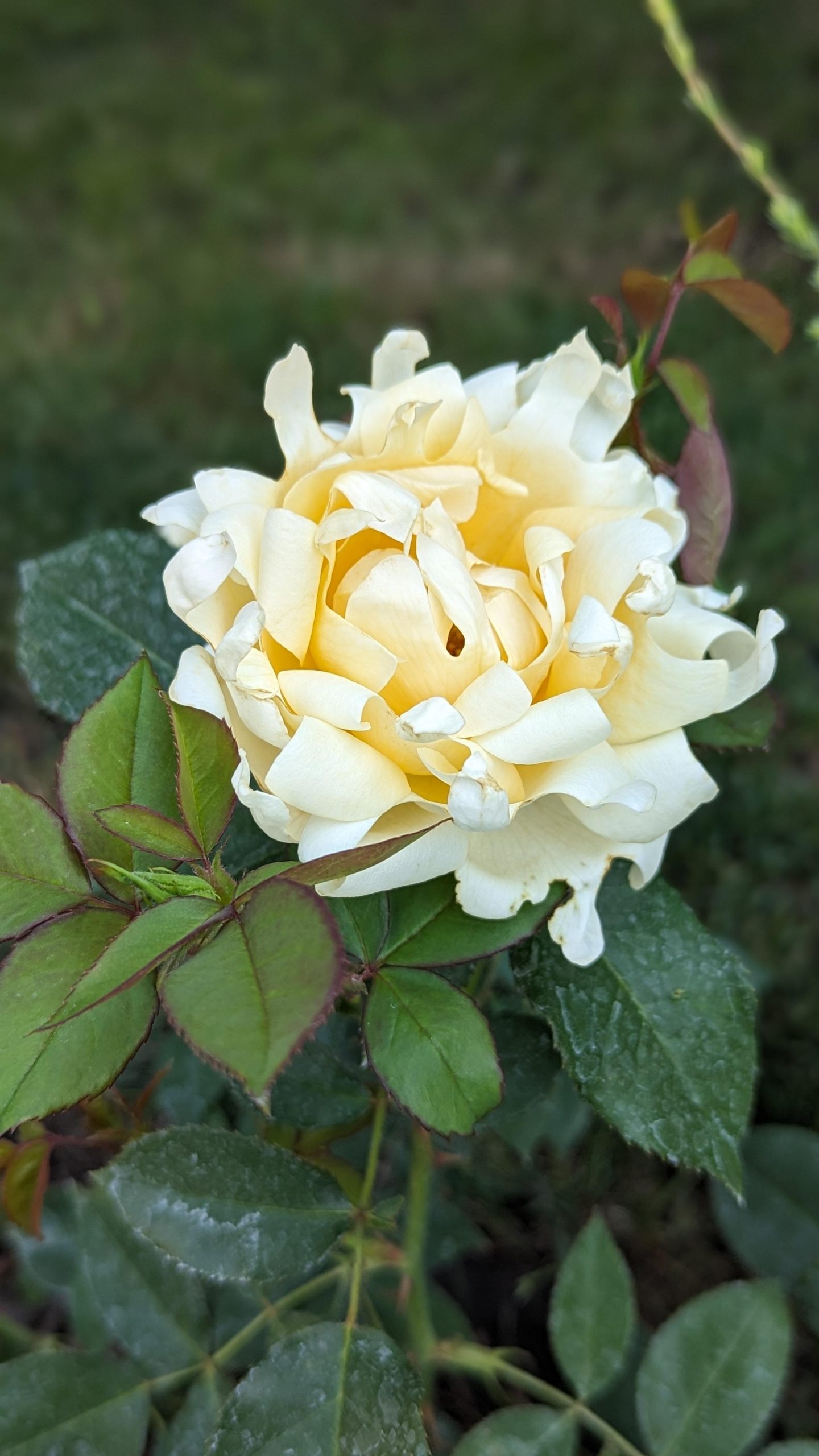 Rožė „Ruffle’s Queen“ – Obenių medelynas