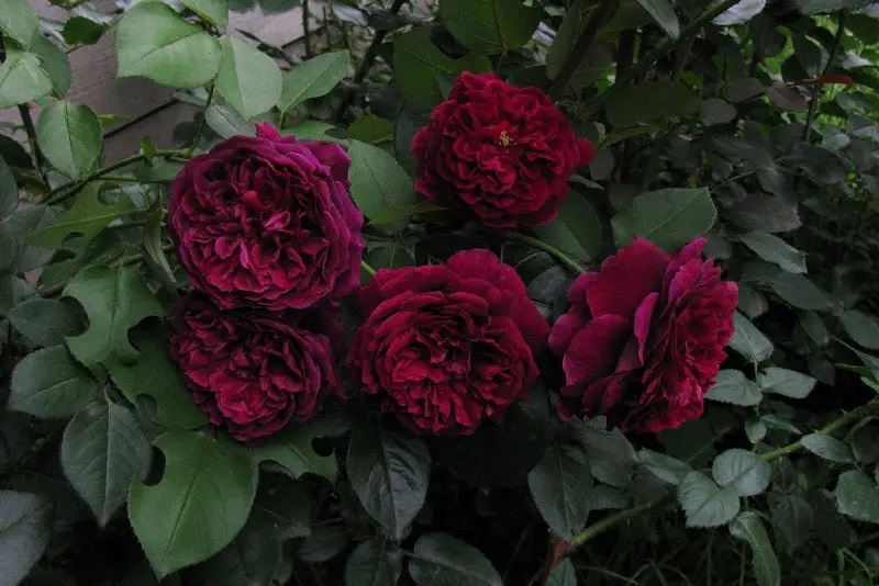 Rožė „Speronella Dalesmanini“ - Image 2